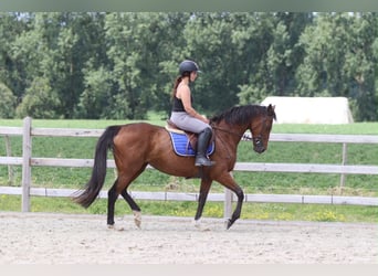 Caballo de deporte irlandés, Yegua, 11 años, 160 cm, Castaño