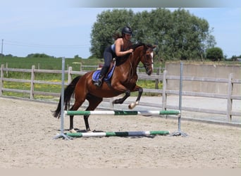 Caballo de deporte irlandés, Yegua, 11 años, 160 cm, Castaño