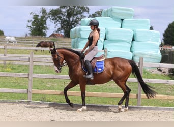 Caballo de deporte irlandés, Yegua, 11 años, 160 cm, Castaño