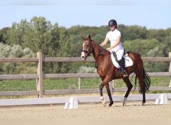 Caballo de deporte irlandés, Yegua, 11 años, 160 cm, Castaño