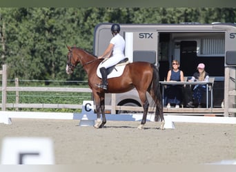 Caballo de deporte irlandés, Yegua, 11 años, 160 cm, Castaño