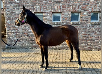 Caballo de deporte irlandés, Yegua, 11 años, 160 cm, Castaño oscuro