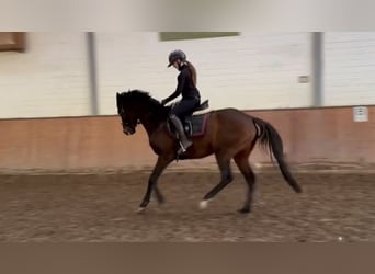 Caballo de deporte irlandés, Yegua, 11 años, 160 cm, Castaño oscuro