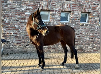 Caballo de deporte irlandés, Yegua, 11 años, 160 cm, Castaño oscuro