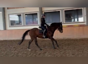 Caballo de deporte irlandés, Yegua, 11 años, 160 cm, Castaño oscuro