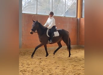 Caballo de deporte irlandés, Yegua, 11 años, 161 cm, Castaño