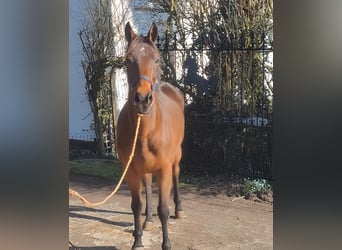 Caballo de deporte irlandés, Yegua, 11 años, 161 cm, Castaño