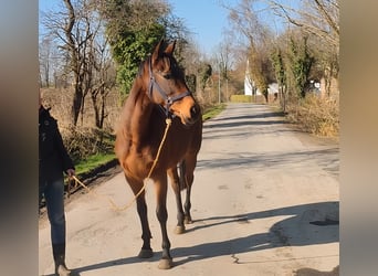 Caballo de deporte irlandés, Yegua, 11 años, 161 cm, Castaño