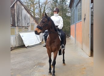 Caballo de deporte irlandés, Yegua, 11 años, 161 cm, Castaño