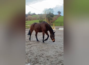 Caballo de deporte irlandés, Yegua, 11 años, 165 cm, Castaño