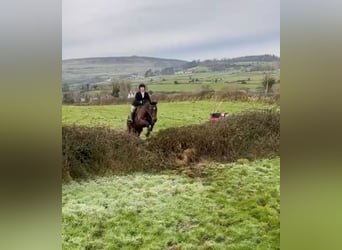 Caballo de deporte irlandés, Yegua, 11 años, 165 cm, Castaño