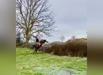 Caballo de deporte irlandés, Yegua, 11 años, 165 cm, Castaño