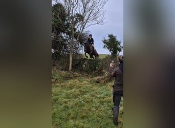 Caballo de deporte irlandés, Yegua, 11 años, 165 cm, Castaño