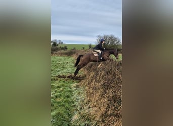 Caballo de deporte irlandés, Yegua, 11 años, 165 cm, Castaño