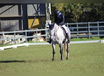 Caballo de deporte irlandés, Yegua, 11 años, 173 cm, Tordo