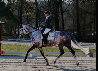 Caballo de deporte irlandés, Yegua, 11 años, 174 cm, Tordo