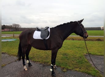 Caballo de deporte irlandés, Yegua, 11 años, 177 cm, Castaño