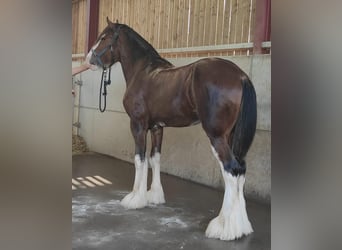 Caballo de deporte irlandés, Yegua, 11 años, Castaño rojizo