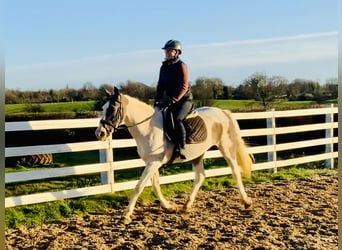 Caballo de deporte irlandés Mestizo, Yegua, 12 años, 155 cm, Pío