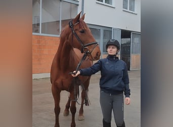 Caballo de deporte irlandés, Yegua, 12 años, 160 cm, Alazán-tostado