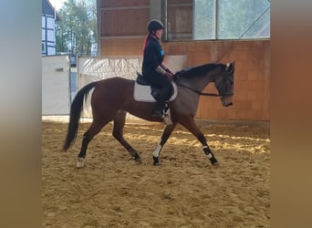 Caballo de deporte irlandés, Yegua, 12 años, 160 cm, Castaño