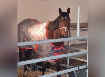 Caballo de deporte irlandés, Yegua, 12 años, 165 cm, Castaño