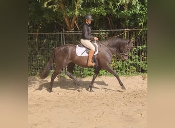 Caballo de deporte irlandés, Yegua, 12 años, 165 cm, Negro