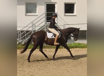 Caballo de deporte irlandés, Yegua, 12 años, 165 cm, Negro