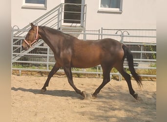 Caballo de deporte irlandés, Yegua, 12 años, 166 cm, Castaño