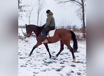 Caballo de deporte irlandés, Yegua, 12 años, 166 cm, Castaño