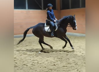 Caballo de deporte irlandés, Yegua, 12 años, 166 cm, Castaño oscuro