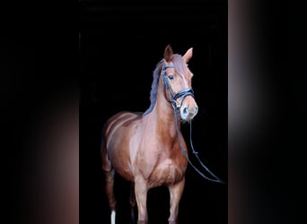 Caballo de deporte irlandés Mestizo, Yegua, 12 años, Alazán-tostado