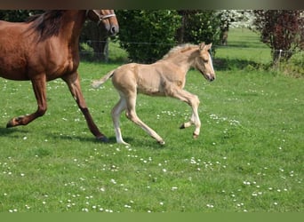 Caballo de deporte irlandés Mestizo, Yegua, 12 años, Alazán-tostado