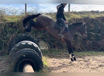 Caballo de deporte irlandés, Yegua, 13 años, 156 cm, Castaño rojizo