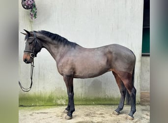 Caballo de deporte irlandés, Yegua, 13 años, 156 cm, Castaño rojizo