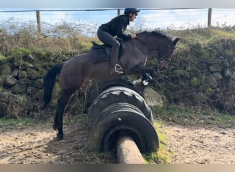 Caballo de deporte irlandés, Yegua, 13 años, 156 cm, Castaño rojizo