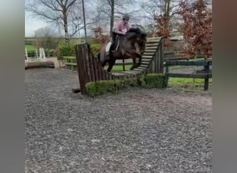 Caballo de deporte irlandés, Yegua, 13 años, 156 cm, Castaño rojizo