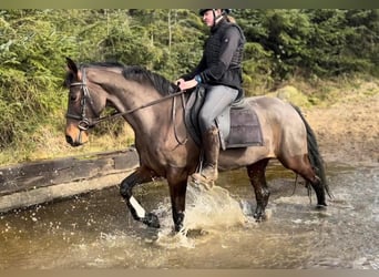 Caballo de deporte irlandés, Yegua, 13 años, 156 cm, Castaño rojizo