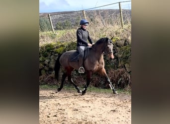 Caballo de deporte irlandés, Yegua, 13 años, 156 cm, Castaño rojizo