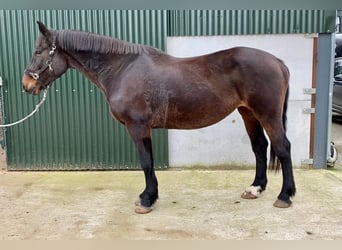 Caballo de deporte irlandés, Yegua, 13 años, 165 cm, Castaño