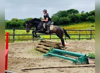Caballo de deporte irlandés, Yegua, 13 años, 165 cm, Castaño