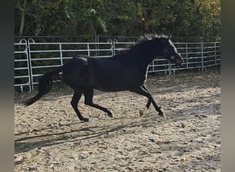 Caballo de deporte irlandés, Yegua, 13 años, 165 cm, Negro