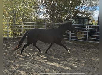 Caballo de deporte irlandés, Yegua, 13 años, 165 cm, Negro