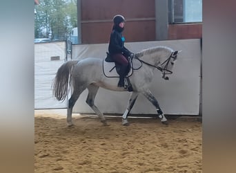 Caballo de deporte irlandés, Yegua, 13 años, 167 cm, Tordo rodado