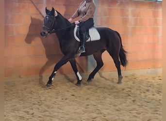 Caballo de deporte irlandés, Yegua, 14 años, 155 cm, Castaño