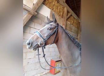 Caballo de deporte irlandés, Yegua, 14 años, 160 cm, Castaño