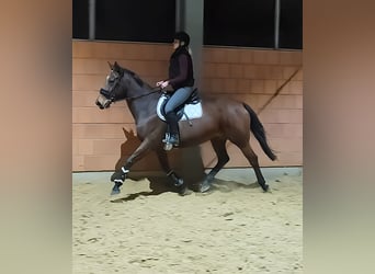 Caballo de deporte irlandés, Yegua, 14 años, 164 cm, Castaño