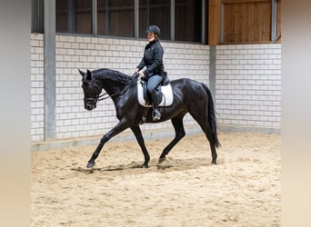 Caballo de deporte irlandés, Yegua, 14 años, 165 cm, Negro