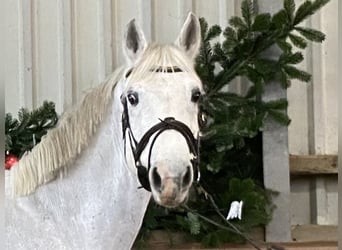 Caballo de deporte irlandés, Yegua, 14 años, 165 cm, Tordo