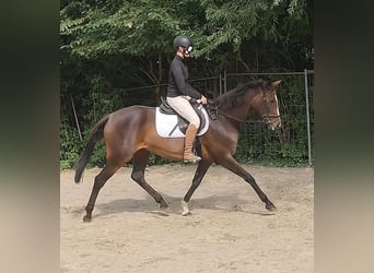 Caballo de deporte irlandés, Yegua, 14 años, 166 cm, Castaño